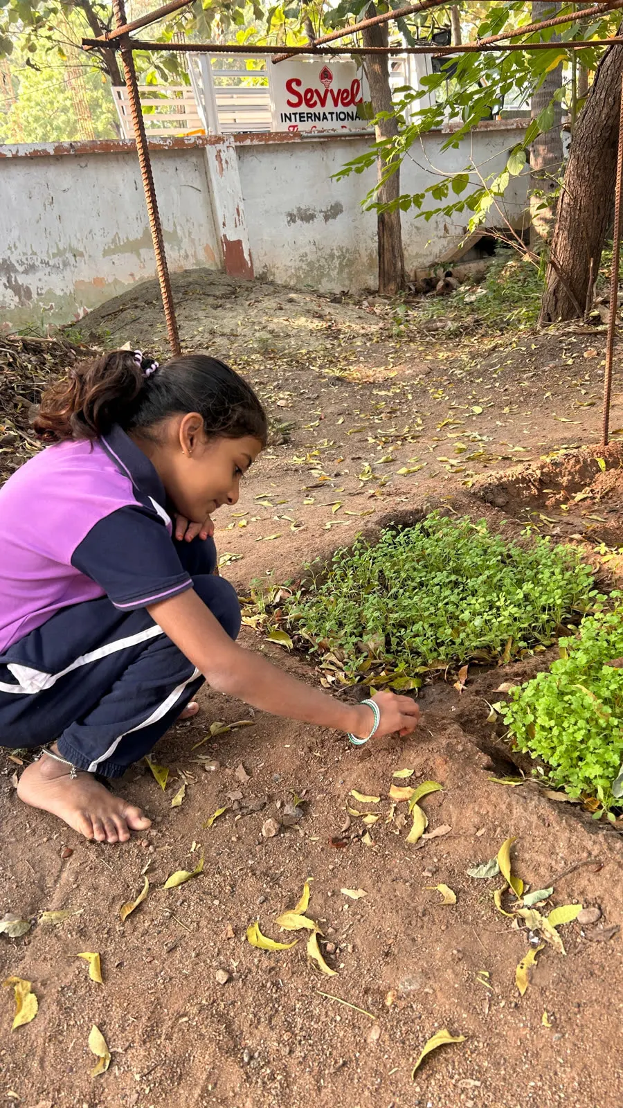 A girl planting seedlings in the school garden